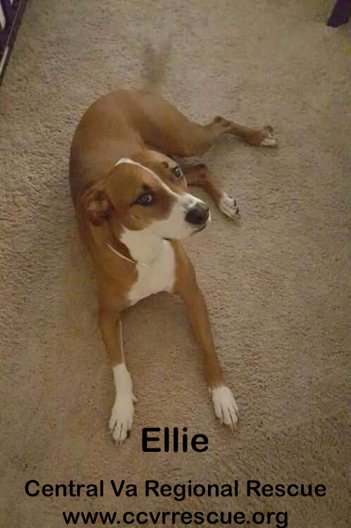 Ellie